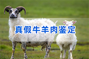 海东羊类动物鉴定